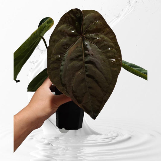 Anthurium dressleri RG #2 clone x RVDP clone seedlings