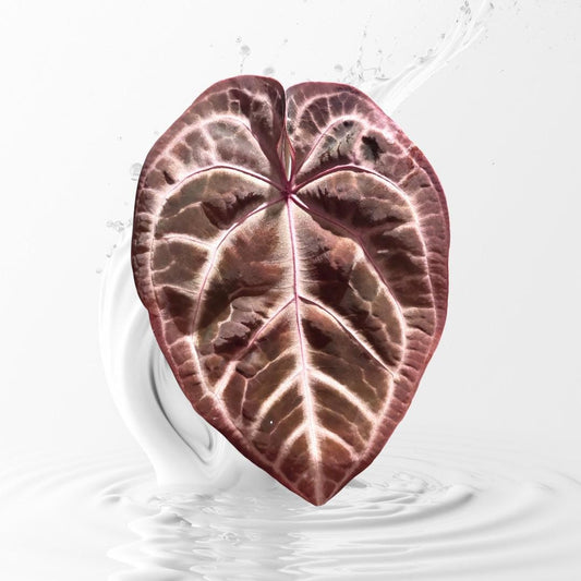 Anthurium Pink LemondaxRed crystal X Tezula seletec Red Crystal--grower choice US seller