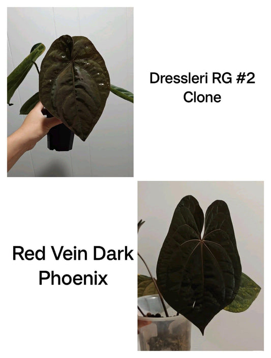 Anthurium dressleri RG #2 clone x RVDP clone small seedlings---US seller rare plant