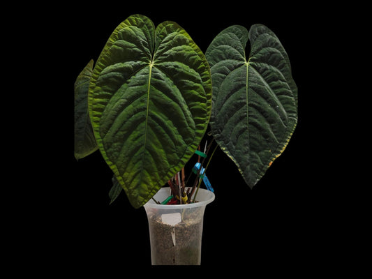Anthurium Papi Swampbunny cloneX Self rooted seedlings. Rare plant Anthurium/ Aroid-US seller