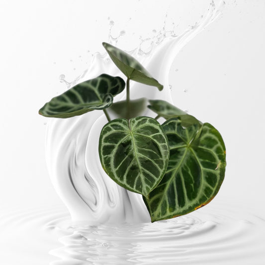 Anthurium SKG Grey Clone