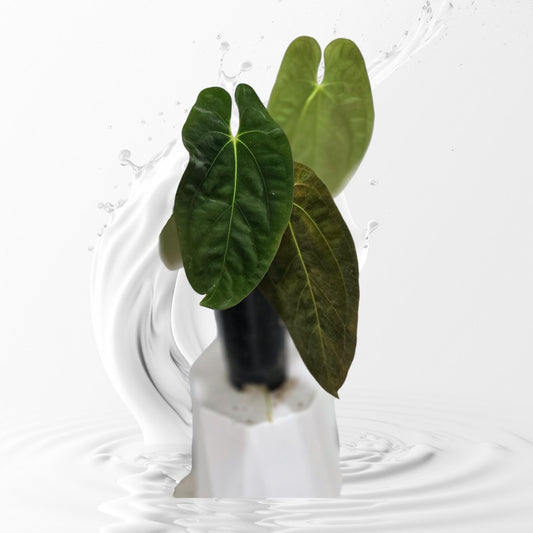 Anthurium Papillilaminum RA 7 Clone