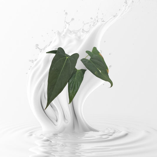 Anthurium Dorito Clone