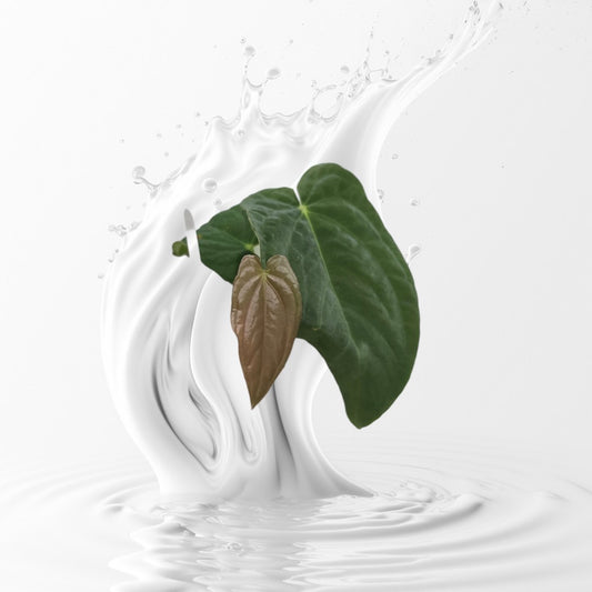 Anthurium Antolakii (BVEP) Unnummbered Clone