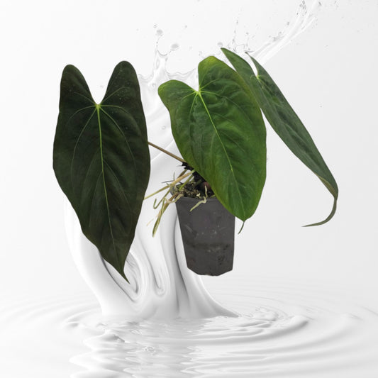 Anthurium Papillilaminum Fort Sherman Clone