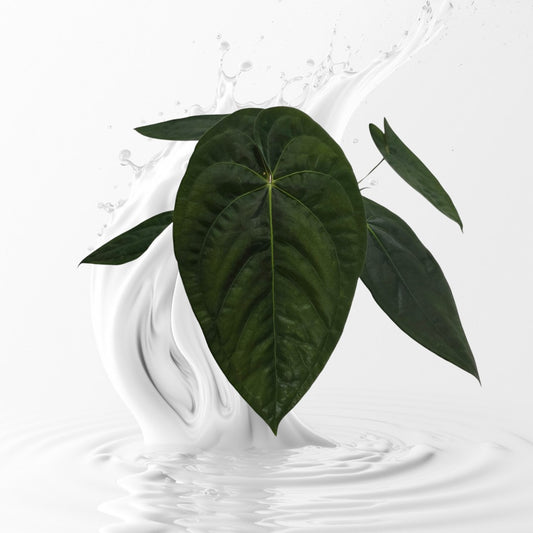 Anthurium Papillilaminum SwampBunny Clone