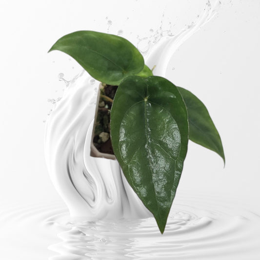 Anthurium Dressleri RG #2 Clone