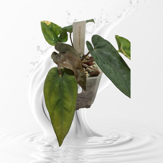 Anthurium Dressleri RG F1 Clone