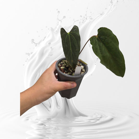 Anthurium Papillilaminum Ralph Lynam Clone