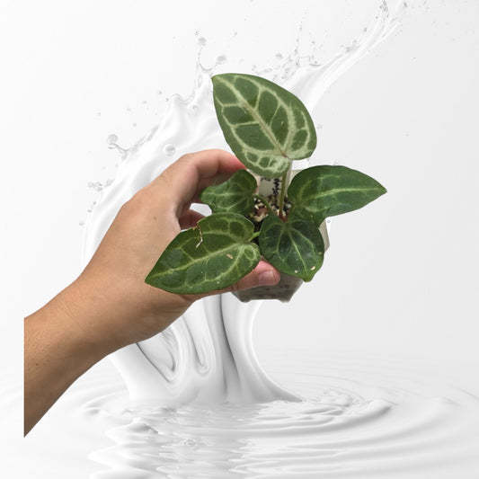 Anthurium Pink Wonderboy Clone