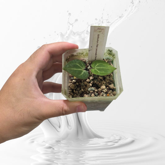 Anthurium Pink Lemonade Clone