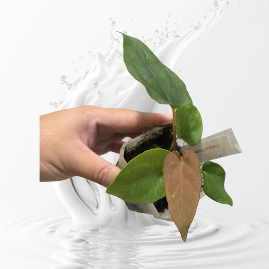 Anthurium Dressleri Windy