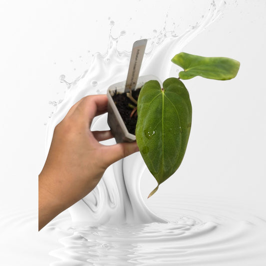 Anthurium Antolakii (BVEP) Mia Clone