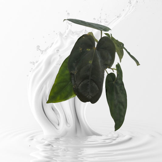 Anthurium Dressleri RG F3