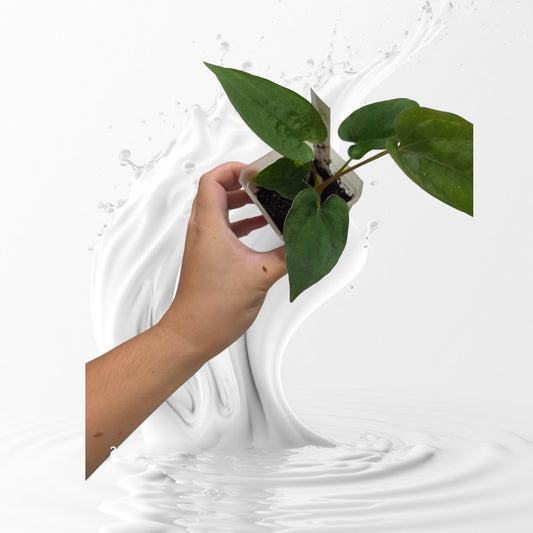 Anthurium Dressleri RG F1 Clone