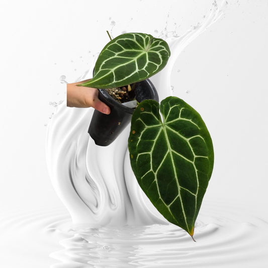 Anthurium Chocolate Crystallinum Clone