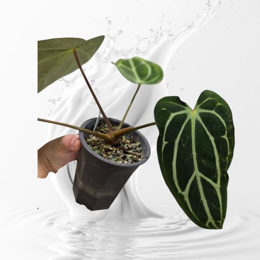 Anthurium Carlablackiae GPH-001 x Self