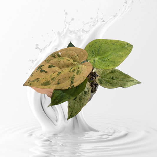 Anthurium Freckled Lady (Pink Varigated Hybird)