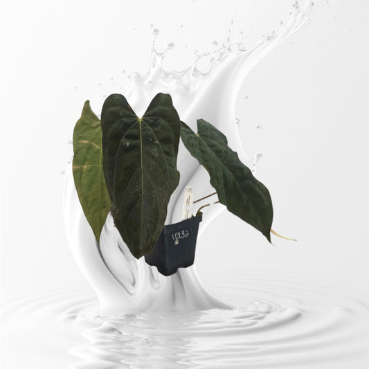 Anthurium Papillilaminum Ralph Lynam Clone