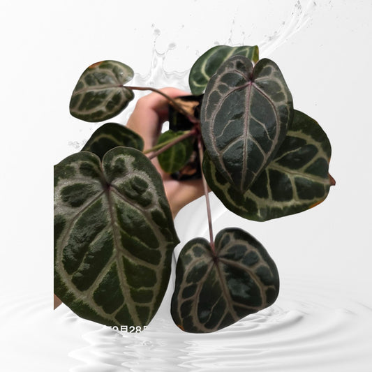 Anthurium Dream Weaver x Self