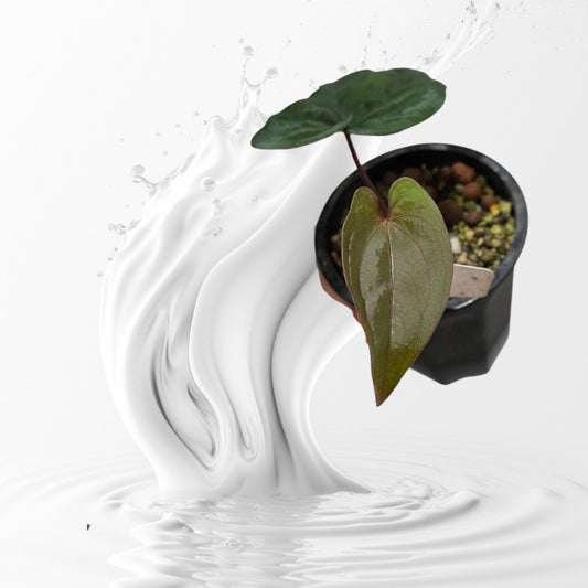 Anthurium RVDP Clone