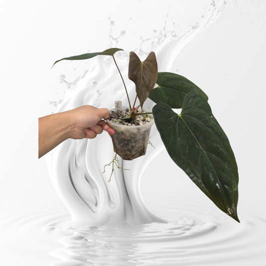 Anthurium Papillilaminum BGZ Clone