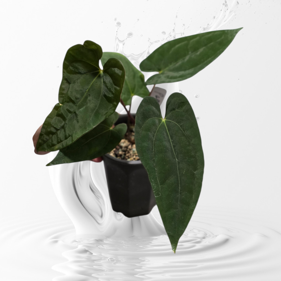 Anthurium Papillilaminum RA 17 clone