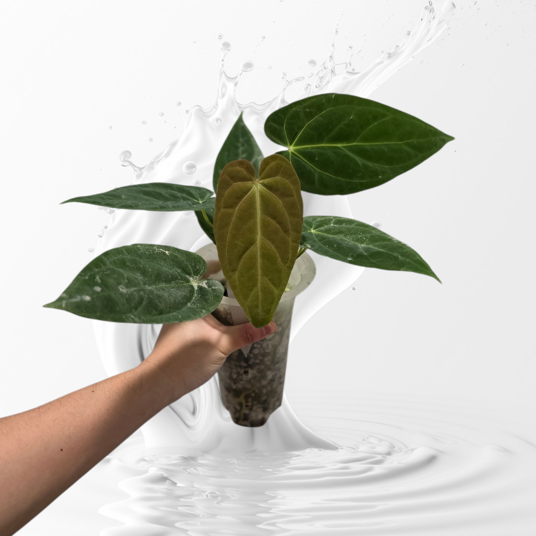 Anthurium sp. nov Darien Clone