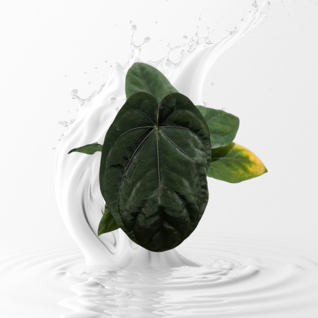 Anthurium Dressleri RG F2 Clone