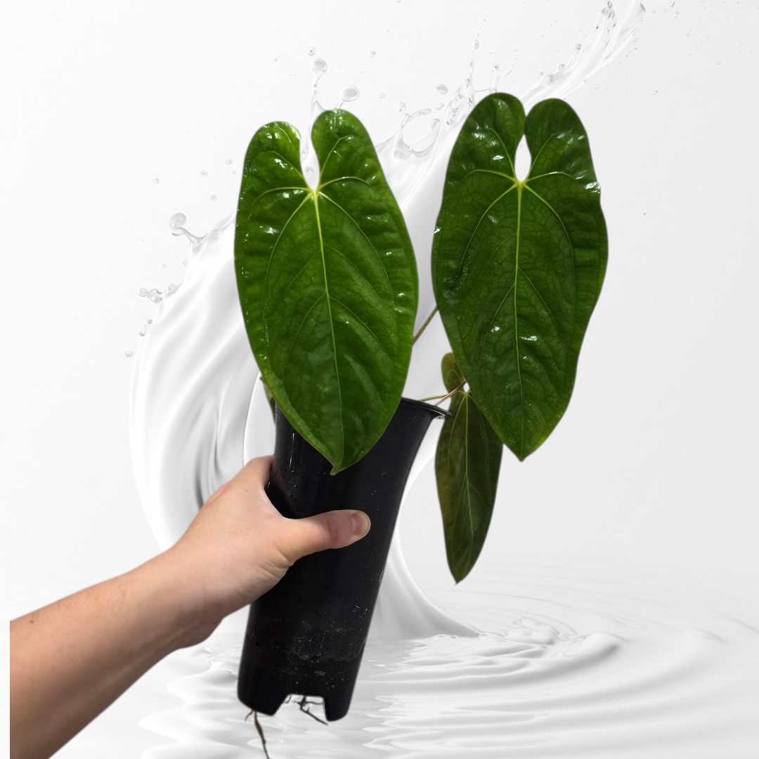 Anthurium Papillilaminum RA 7 Clone