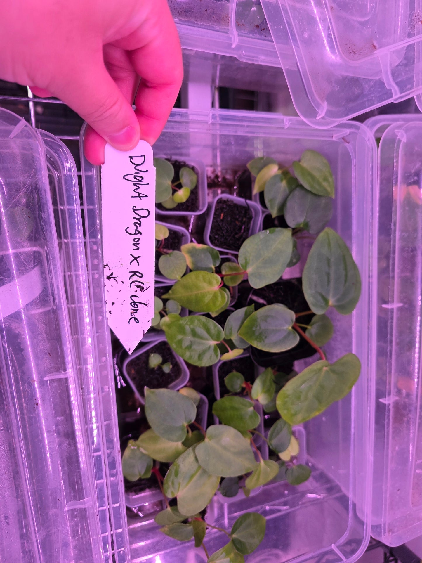 Anthurium Night Dragon Clone X Papi RL Clone Seedlings