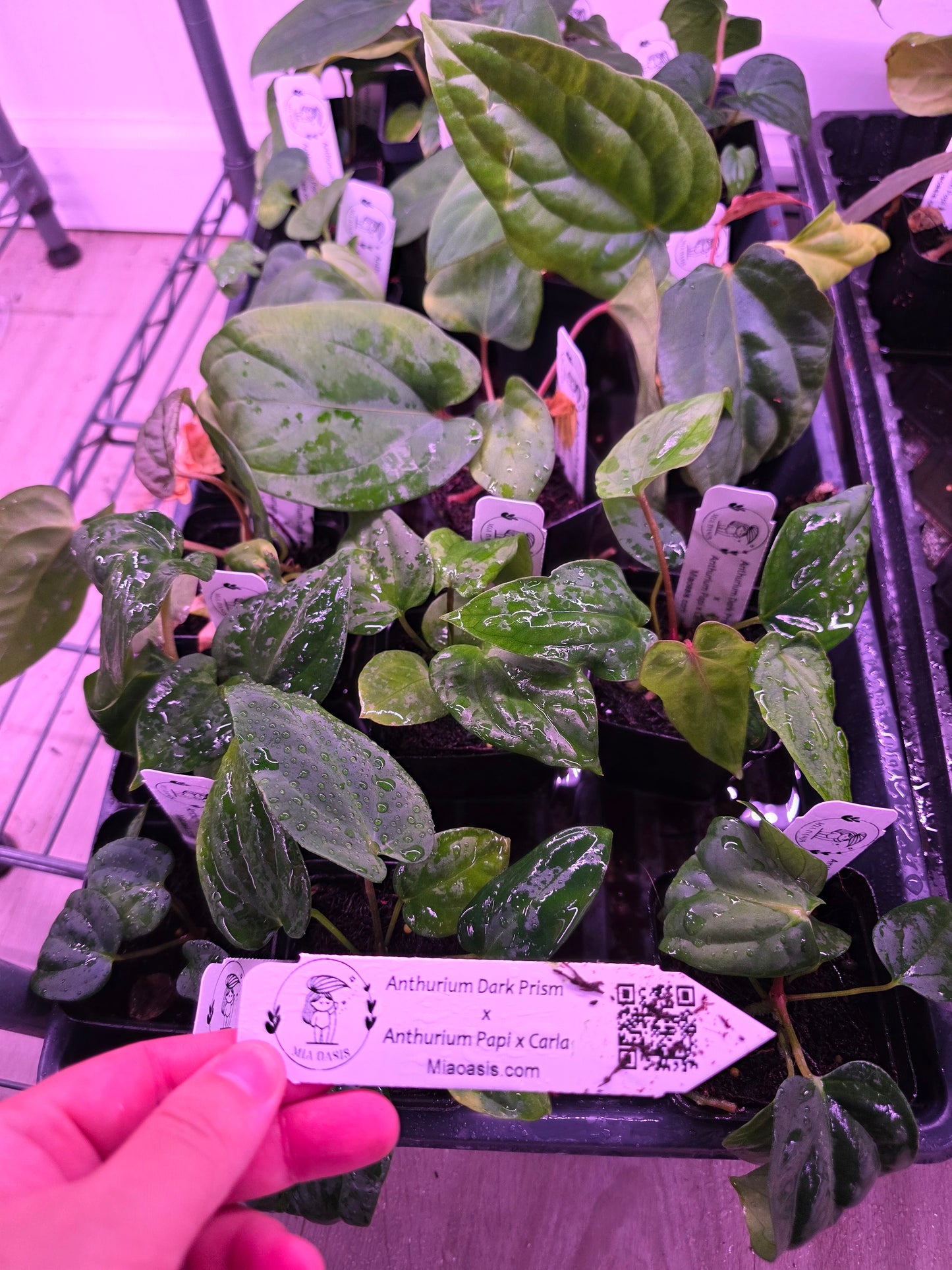 Anthurium Dark Prism seedling X Papi x Carla Seedling