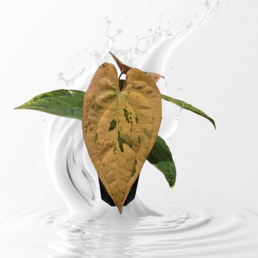 Anthurium Freckled Lady (Pink Varigated Hybird)