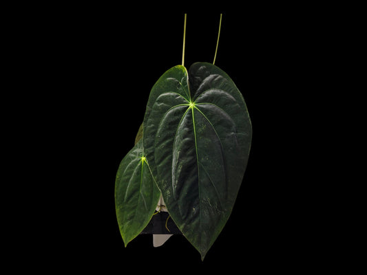 Anthurium Papi Ra 5 cloneX Self rooted seedlings. Rare plant Anthurium/ Aroid-US seller