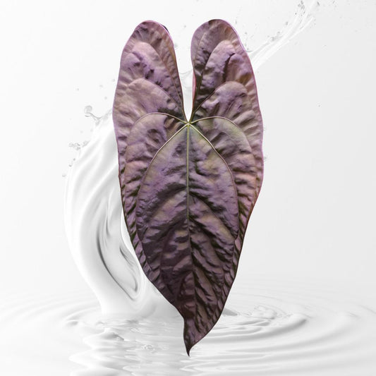 Anthurium RVDP x Papi RA 17 clone small seedlings---US seller rare plant