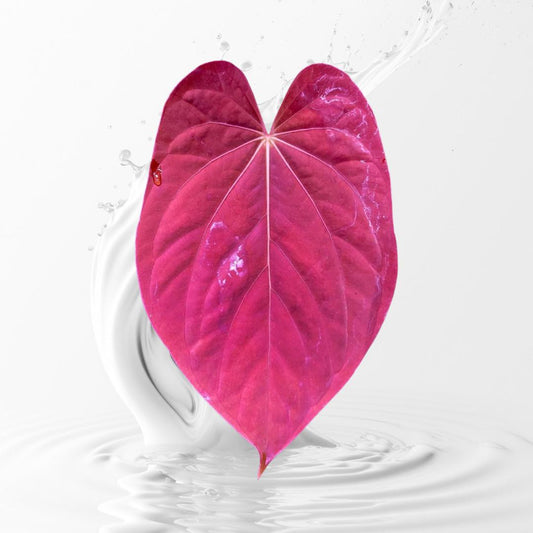 Anthurium Antolakii (BveP) RA 1 x OG 1 seedling---Rare Plant US seller