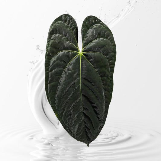 Anthurium papillilaminum Ra 4 x Ra 18