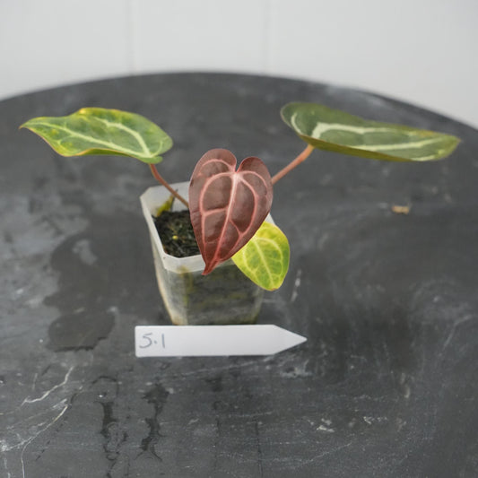 Anthurium Carla RA 10 clone x (Pre-numbered Carlaxself)