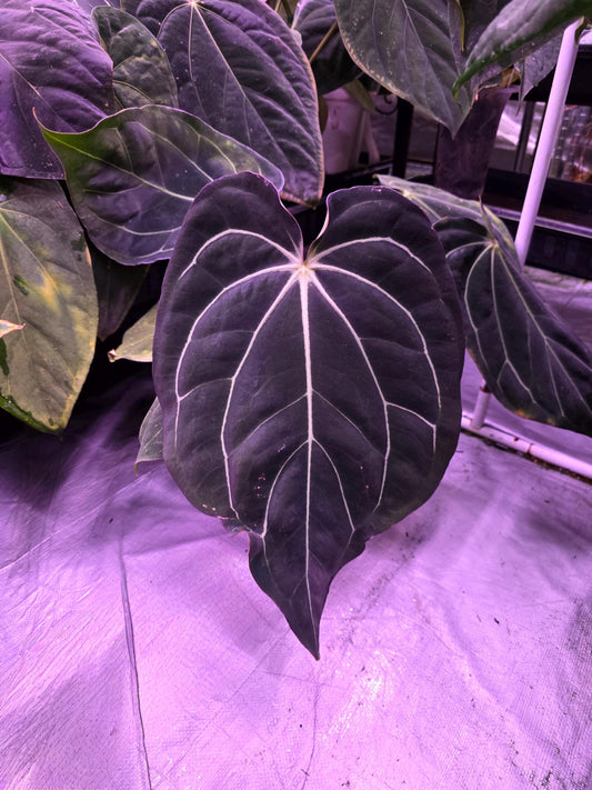 Anthurium Carla Black Clone x BVEP RA9 clone 1 leaf seedling---US seller