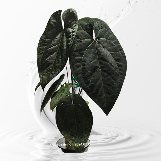 Anthurium AOS Tezula Dark Form x Papi Rlxfs small seedling---rare plant US Seller