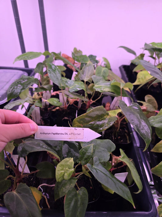 Anthurium PaPi (RLxFS) X self ----US seller rare plant