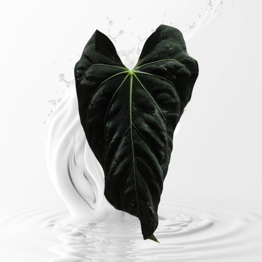 Anthurium kunaxpapi x Papixcarla small seedling---rare plant US Seller