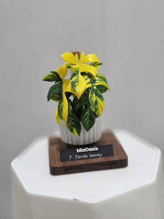 Handmade Customized Clay Aroid Decoration Varigated Florida Beauty --US seller