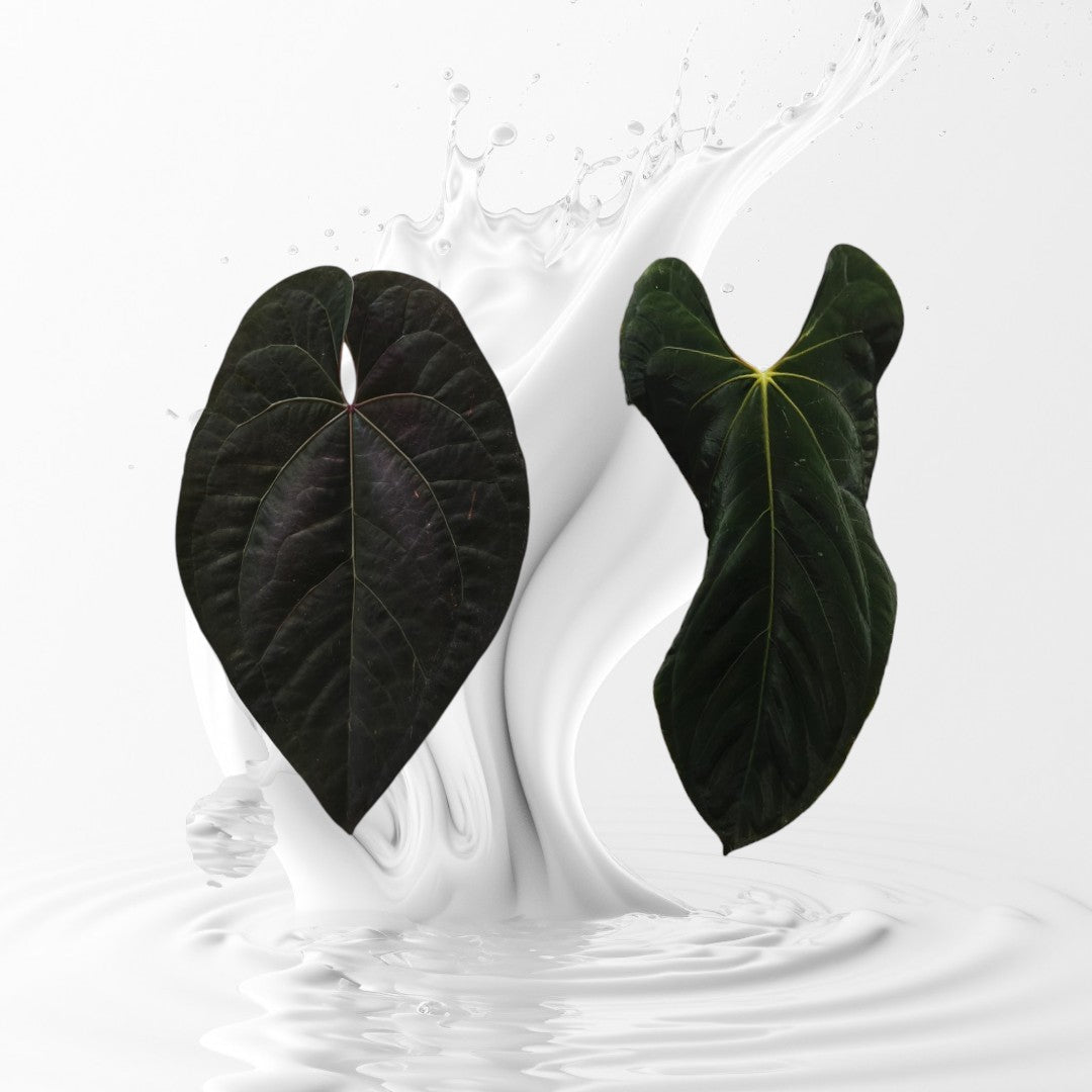 aos anthurium Anthurium AOS Tezula Dark Form x Papi Rlxfs seedling – MiaOasis