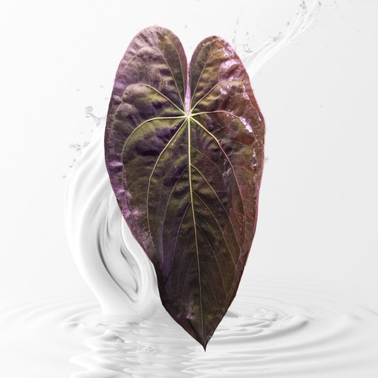 Anthurium Papillilaminum RA 12 Clone