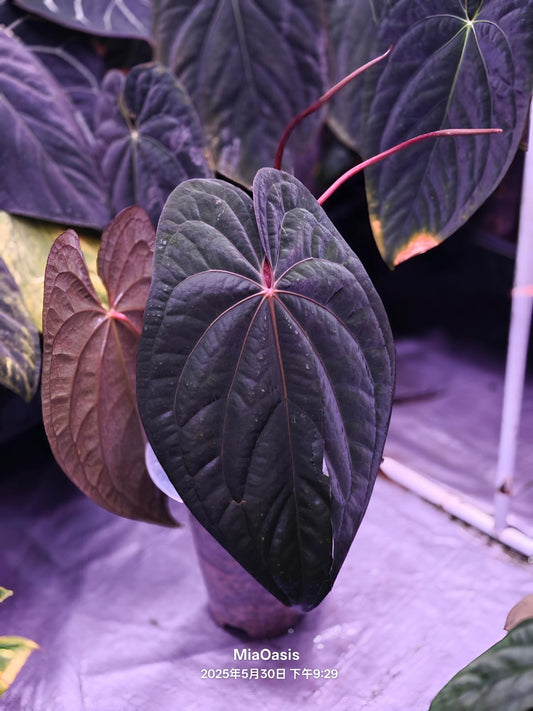 Anthurium Night Dragon Clone Prop