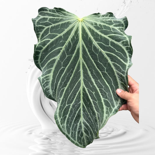 Anthurium FTG F1 Clone