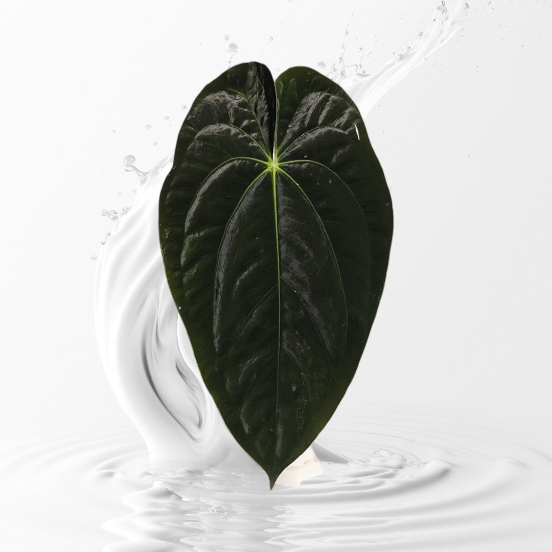 Anthurium Papi Ra 5 cloneX Self rooted seedlings – MiaOasis
