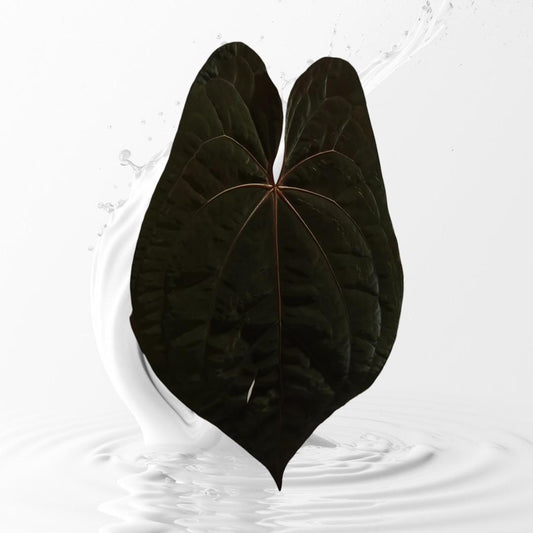 Anthurium dressleri RG #2 clone x RVDP clone large seedlings---US seller