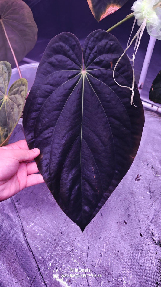 Anthurium dressleri RG #2 clone x BVEP Ra1 clone seedlings---US seller